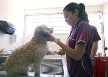 Facultad de Medicina Veterinaria y Zootecnia de la BUAP cumple 50 años