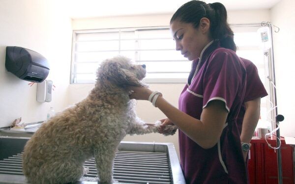 Facultad de Medicina Veterinaria y Zootecnia de la BUAP cumple 50 años