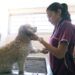 Facultad de Medicina Veterinaria y Zootecnia de la BUAP cumple 50 años