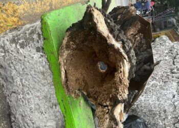 Ayuntamiento de Texmelucan atiende árboles con plaga