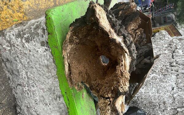 Ayuntamiento de Texmelucan atiende árboles con plaga