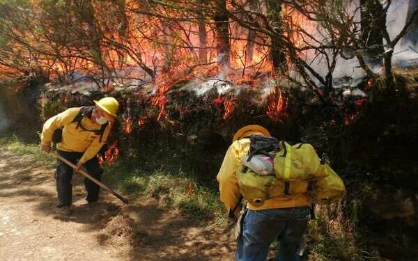 En lo que va del año se han sofocado 282 incendios