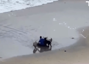 Perros atacan a hombre en playa de Tijuana