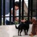 Perros sin raza, una compañía excepcional