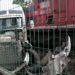 trailer (1)