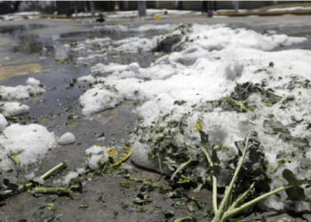 Indemnizarán a campesinos por granizada