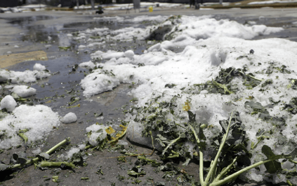 Indemnizarán a campesinos por granizada
