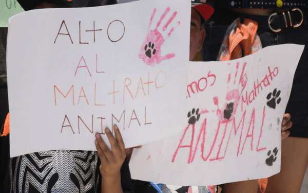 Cero impunidad a maltrato animal: Céspedes Peregrina