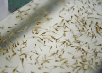 Jurisdicciones sanitarias de Puebla son capacitadas para prevenir dengue