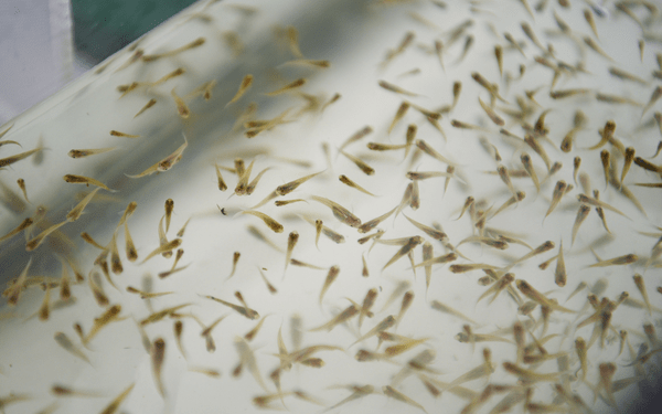 Jurisdicciones sanitarias de Puebla son capacitadas para prevenir dengue