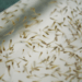 Jurisdicciones sanitarias de Puebla son capacitadas para prevenir dengue