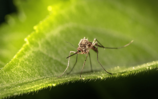 Alerta por dengue grave