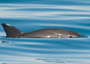 Biden pide a Mexico intensificar conservación de la vaquita marina o habrá sanciones