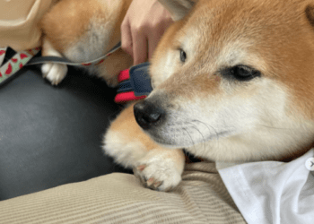 Empeora la salud de Cheems, el perrito de los memes