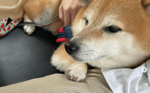Empeora la salud de Cheems, el perrito de los memes