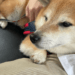 Empeora la salud de Cheems, el perrito de los memes