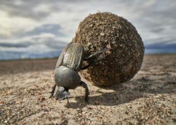 Insectos: la biodiversidad invisible que debemos proteger
