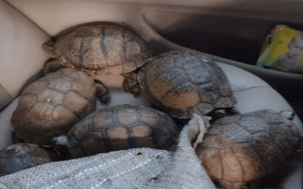 Vuelca camioneta y hallan más de 200 tortugas en la autopista Amozoc-Perote