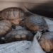 Vuelca camioneta y hallan más de 200 tortugas en la autopista Amozoc-Perote