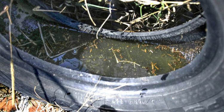 Este año, 20 veces más casos de dengue que 2022