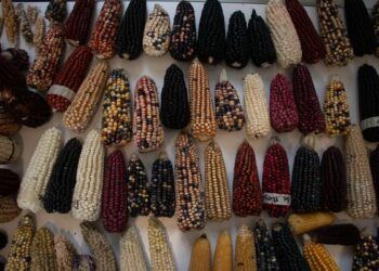 Canadá acusa a México de violar el T-MEC tras prohibir el maíz transgénico