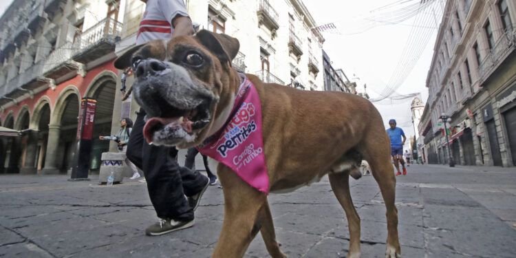 Carrera contigo y tus perritos, reafirma lazos familiares