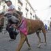 Carrera contigo y tus perritos, reafirma lazos familiares