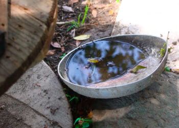 Aumentan casos de dengue en un mes, de 242 a 678