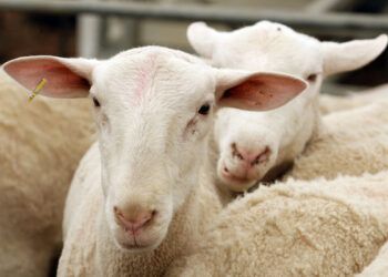 Invitan a Expo Agrícola Ganadera en Soltepec