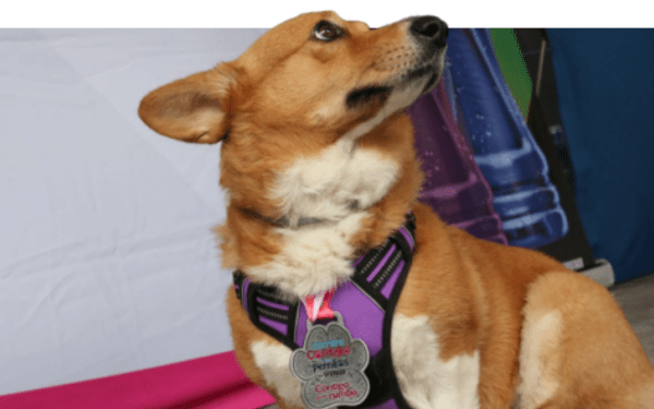 Carrera en beneficio de mascotas