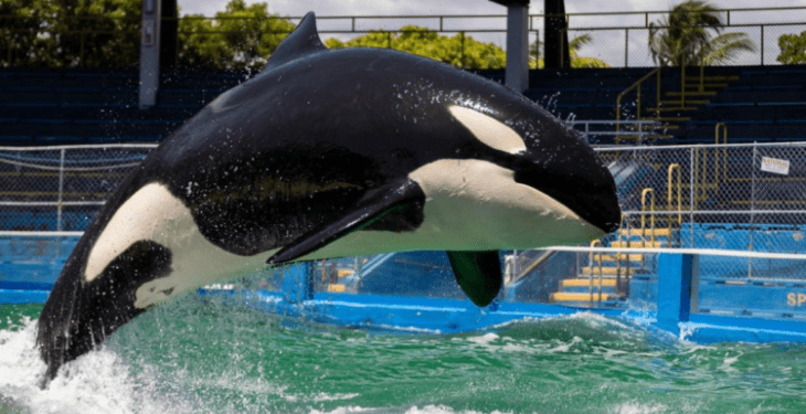 Muere Lolita, la orca cautiva en el Miami Seaquarium