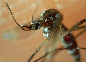 Puebla acumula mil 140 casos de dengue: Salud