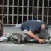 Congreso de Puebla propondrá cárcel de 12 años por matar animales