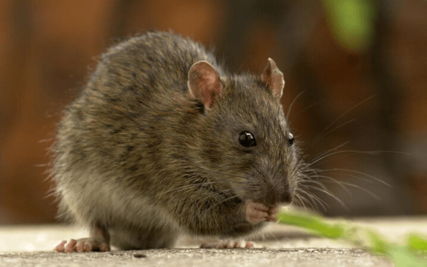 Ratas de Nueva York muestran resistencia a los anticonceptivos