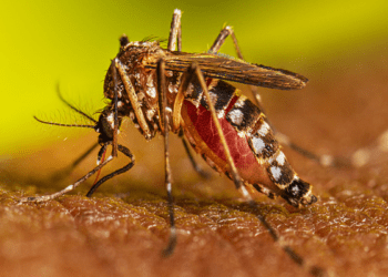 Alertan por posible “gran brote” de dengue en República Dominicana