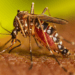 Alertan por posible “gran brote” de dengue en República Dominicana