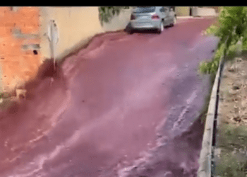 Río de vino tinto inunda las calles de Anadia, en Portugal