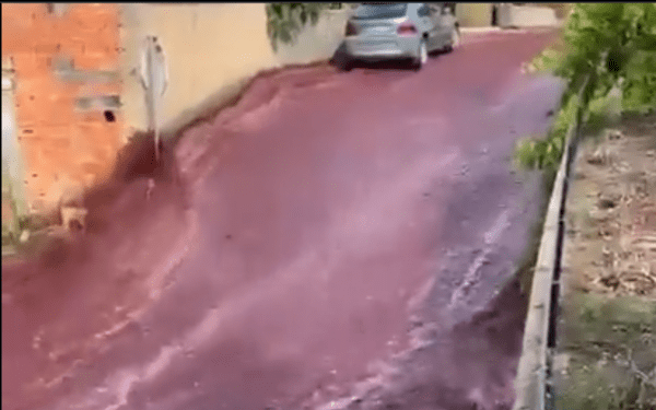 Río de vino tinto inunda las calles de Anadia, en Portugal