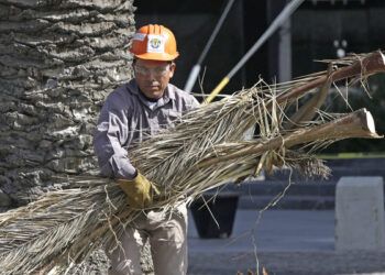 Aumentan reportes por caída de árboles