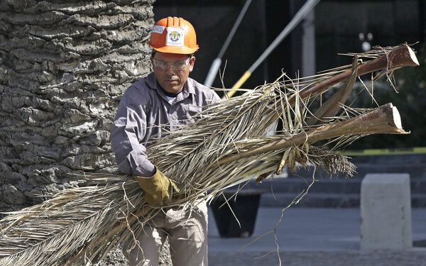Aumentan reportes por caída de árboles