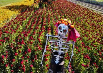 Sembradores mexicanos de flor buscan paliar la crisis durante Día de Muertos