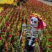 Sembradores mexicanos de flor buscan paliar la crisis durante Día de Muertos