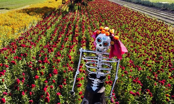 Sembradores mexicanos de flor buscan paliar la crisis durante Día de Muertos