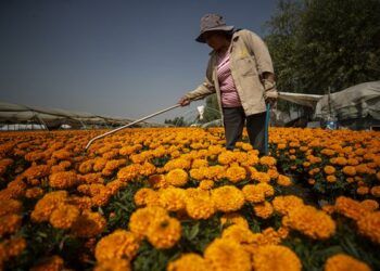 Producción anual de flor de cempasúchil en México incrementará a 2.448 hectáreas