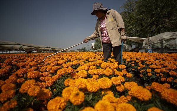 Producción anual de flor de cempasúchil en México incrementará a 2.448 hectáreas
