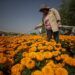 Producción anual de flor de cempasúchil en México incrementará a 2.448 hectáreas