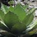 Producción de agave mezcalero beneficia a 2 mil 500 familias poblanas de 75 municipios