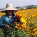Reconocen labor de mujeres rurales