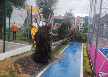 Descarta Rivera Pérez negligencia en caída de árbol
