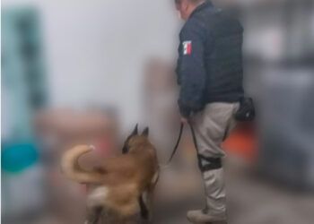 Unidad K9 decomisa 41 kilos de droga en Puebla